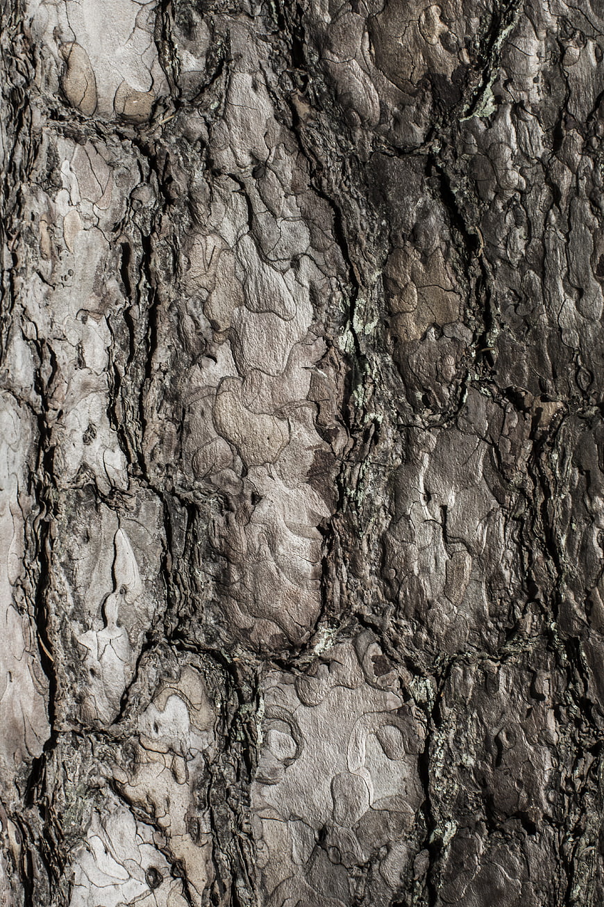 Close-up texture of rough tree bark with natural patterns