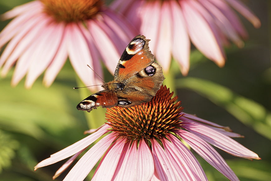 Peacock Butterfly on Pink Echinacea Coneflower
