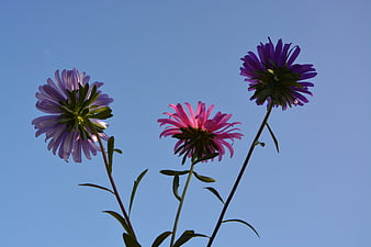 Three purple and pink aster flowers against a clear blue sky