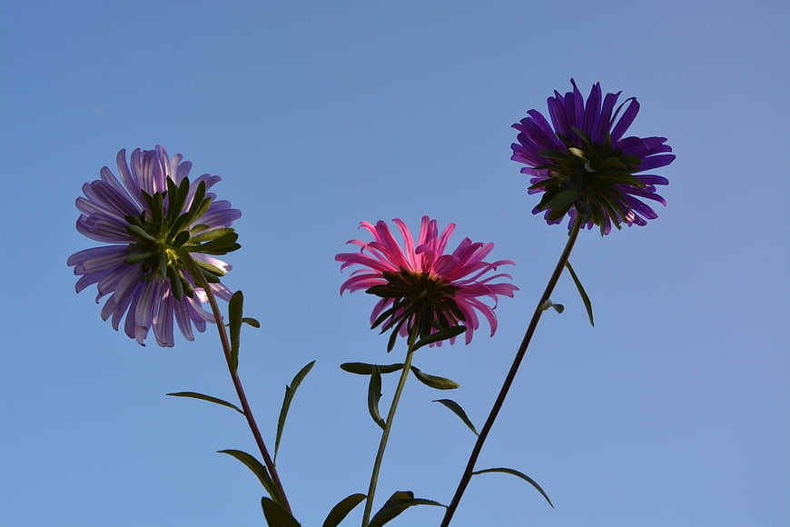 Three purple and pink aster flowers against a clear blue sky