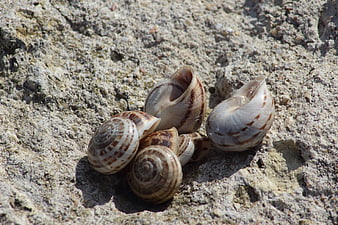 Cluster of empty snail shells on textured rock surface