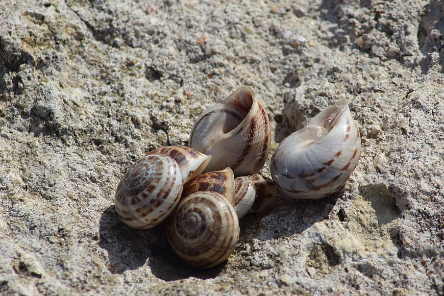 Cluster of empty snail shells on textured rock surface