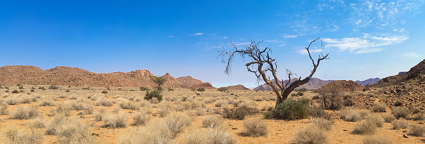 Panoramic Desert Landscape with Dead Tree and Blue Sky