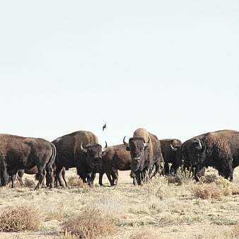 Herd of American Bison Standing in Dry Grassland