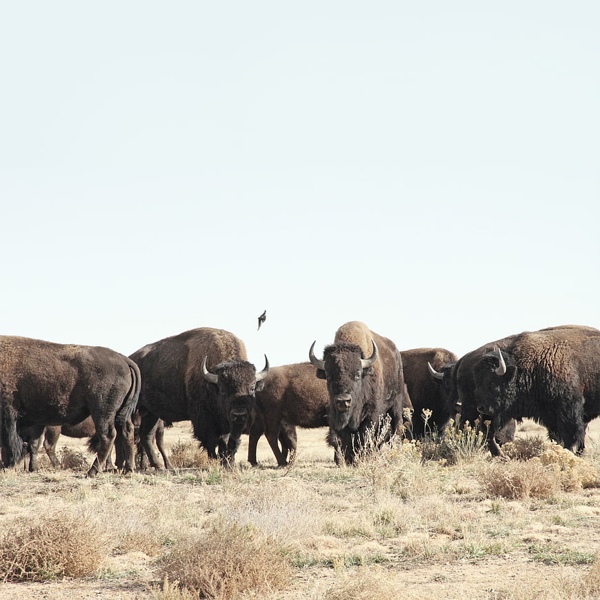 Herd of American Bison Standing in Dry Grassland