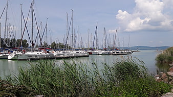 Sailboats docked in a marina with reeds in foreground