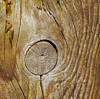 Close-up of weathered wood grain and knothole texture