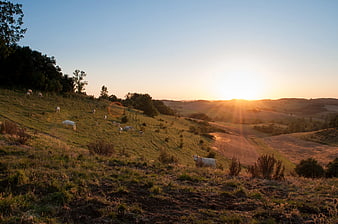 White Cows Grazing on Rolling Hills at Sunset