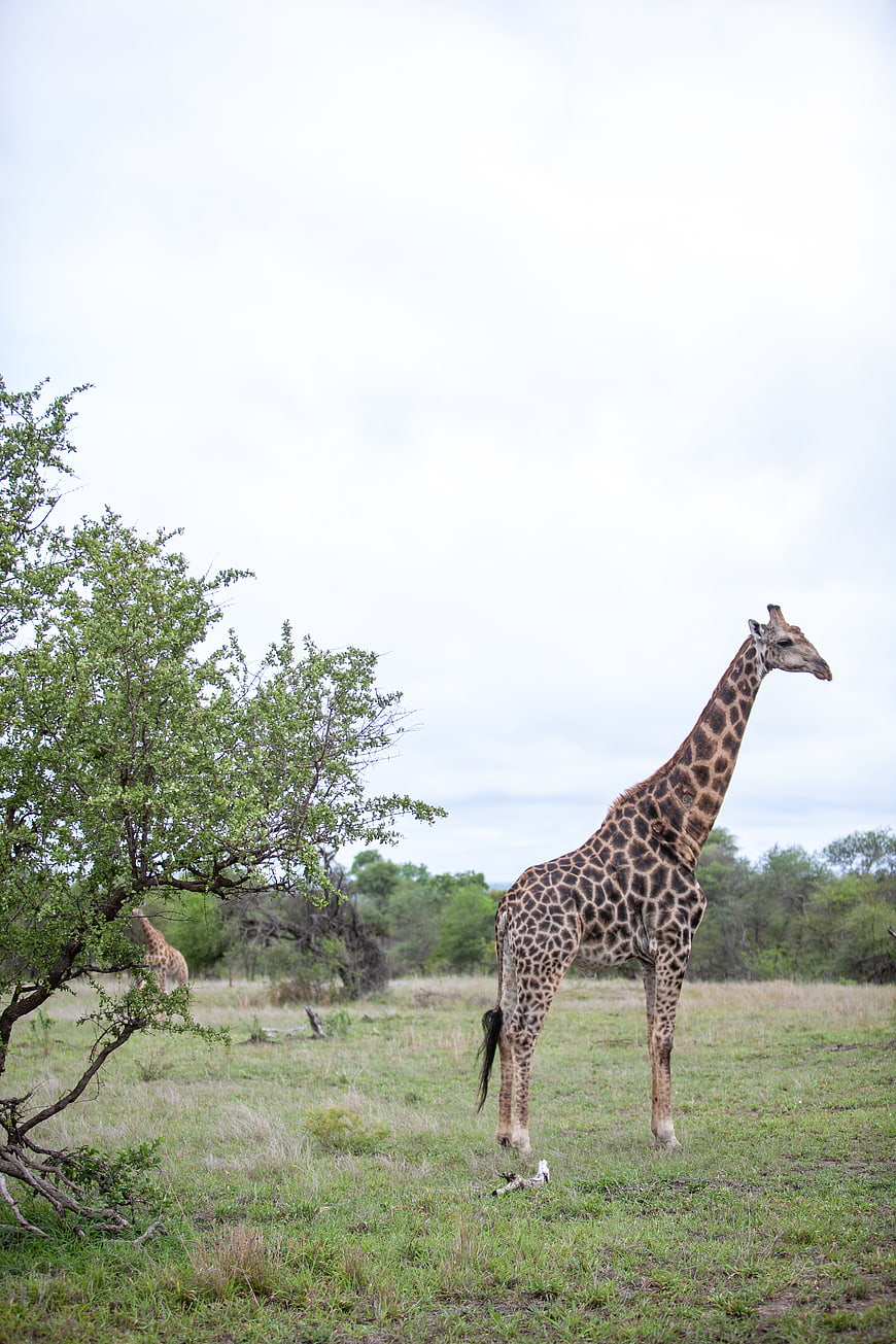 Giraffe Standing in African Savanna with Tree