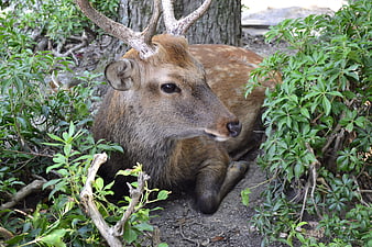 Male Sika Deer Resting in Green Bushes