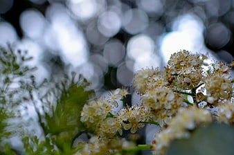 Close-up of white flowering cherry blossoms with bokeh background