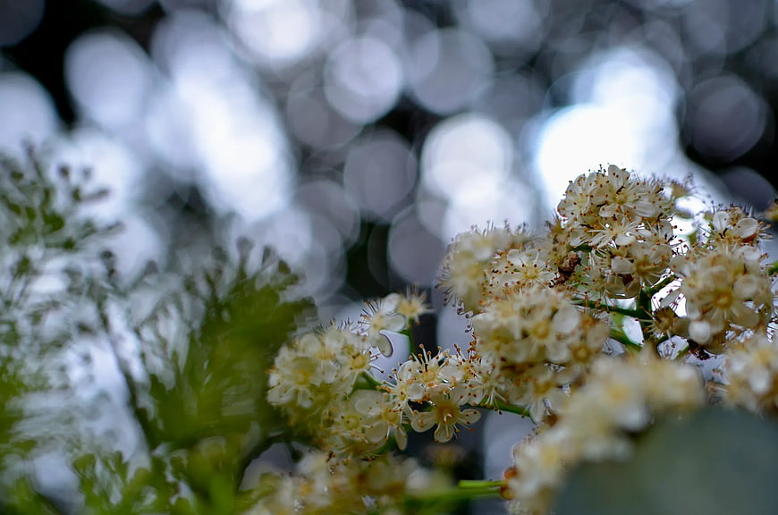 Close-up of white flowering cherry blossoms with bokeh background