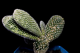 Close-up of fuzzy green cactus on black background