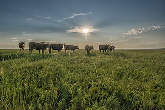 Cattle grazing in Mongolian steppe at sunrise