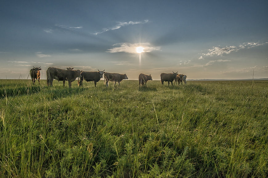 Cattle grazing in Mongolian steppe at sunrise