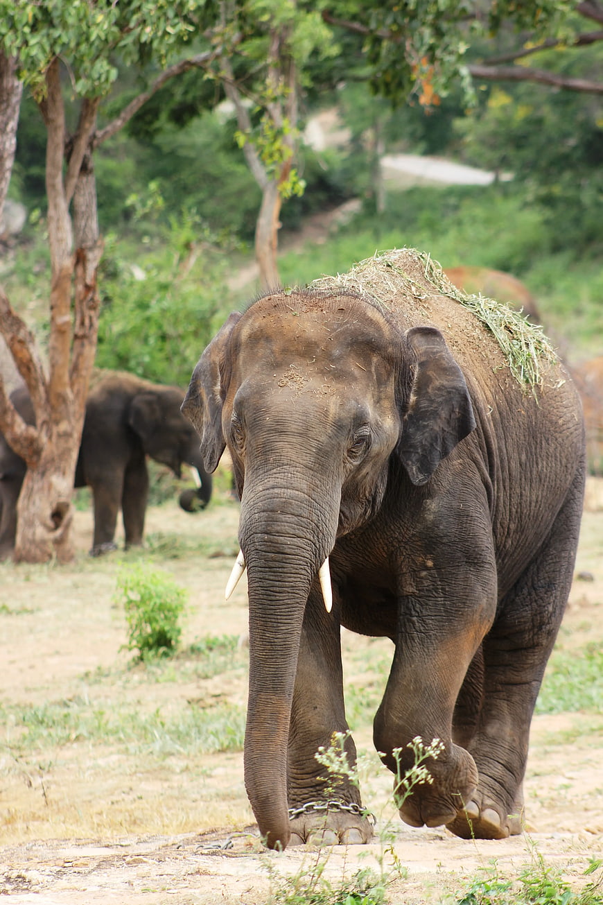 Asian Elephant with Hay Walking in Natural Habitat