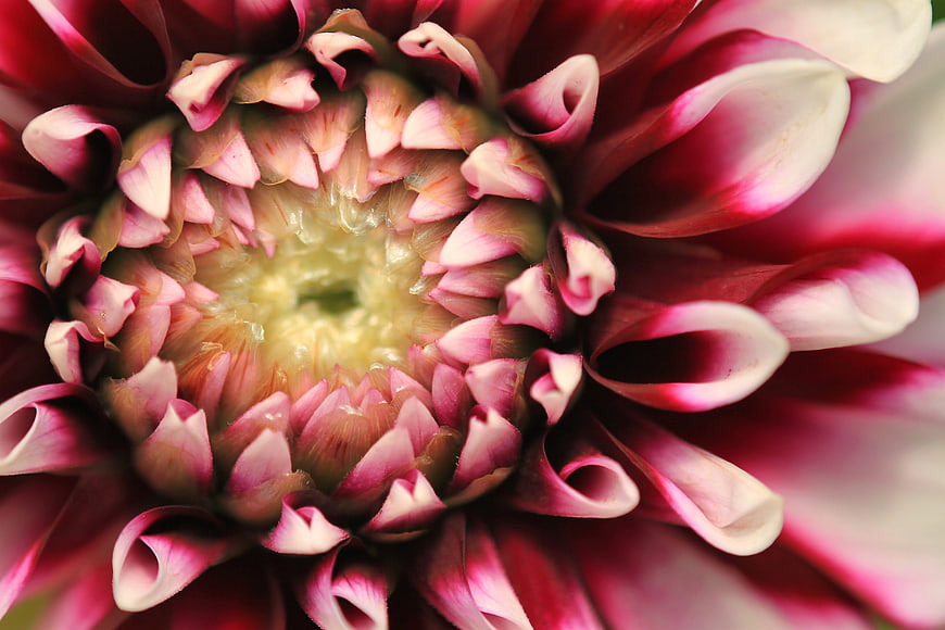 Close-up of a vibrant pink and white dahlia flower center