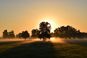 Golden sunrise over misty meadow with tree silhouettes