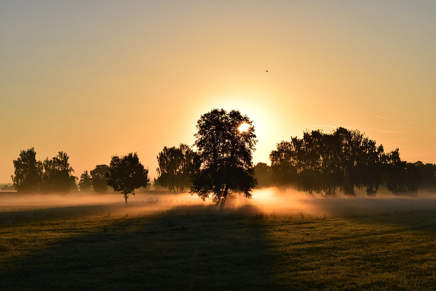 Golden sunrise over misty meadow with tree silhouettes