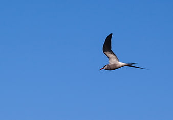 Caspian Tern Flying Against Clear Blue Sky
