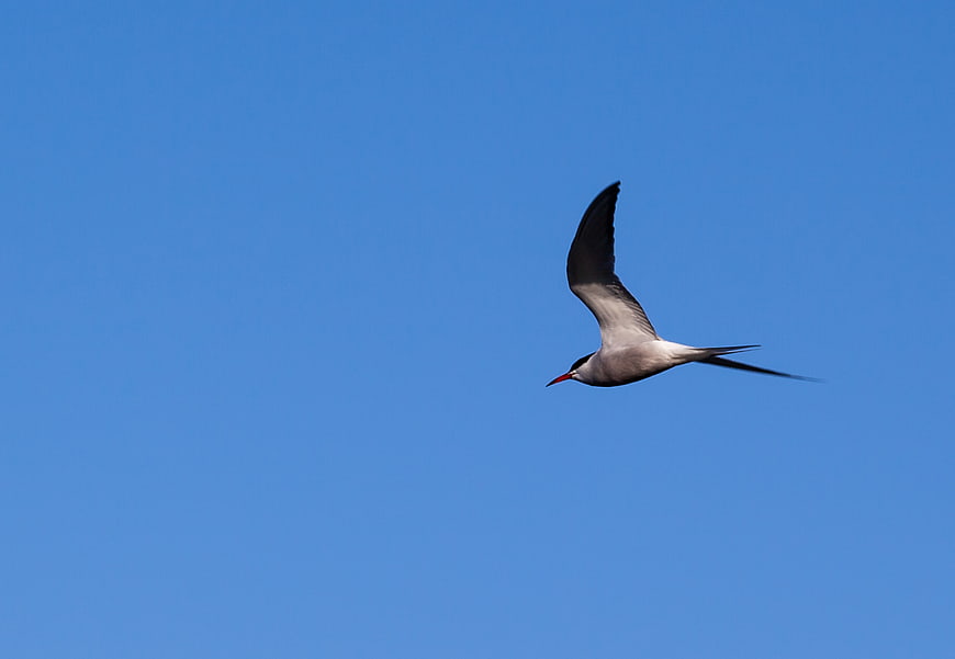 Caspian Tern Flying Against Clear Blue Sky