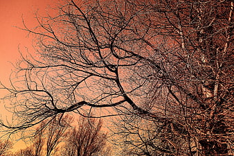 Bare tree branches against vibrant orange sunset sky