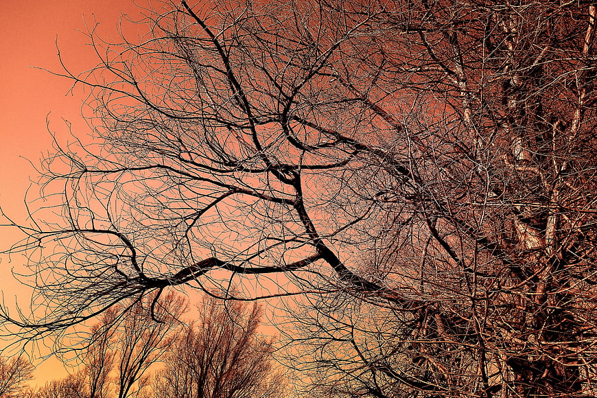 Bare tree branches against vibrant orange sunset sky