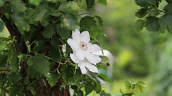 White clematis flower blooming on a vine in a garden