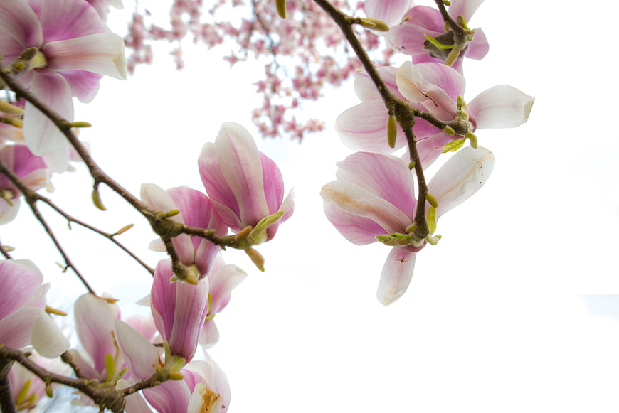 Pink Magnolia Blossoms on Branches Against White Sky