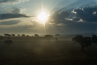 Dramatic Sun Rays Over Silhouetted Savanna Trees