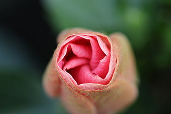 Close-up of a pink flower bud with green background