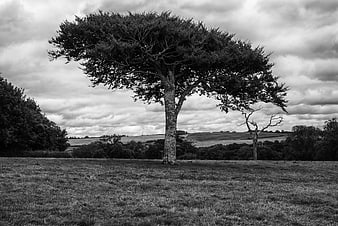 Solitary tree in black and white landscape with dramatic clouds