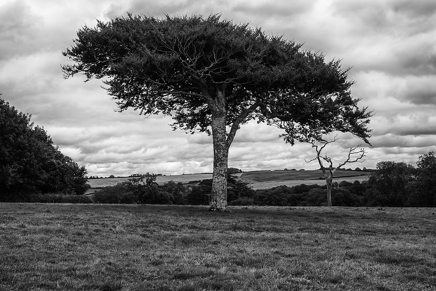 Solitary tree in black and white landscape with dramatic clouds