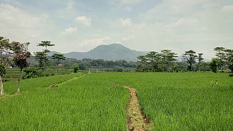 Lush Green Rice Paddy Field with Mountain Background