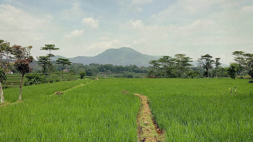 Lush Green Rice Paddy Field with Mountain Background