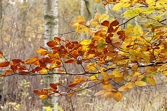 Vibrant autumn leaves on a branch in a forest