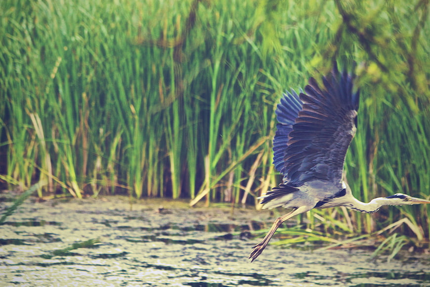 Grey Heron Flying Low Over Marshy Water