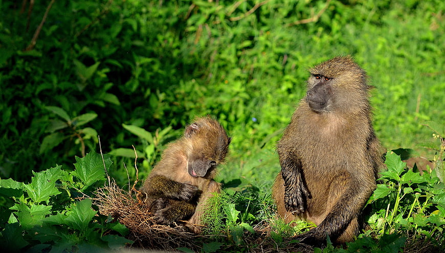 Olive baboon mother and baby resting in lush green foliage