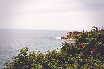 Coastal Landscape with Red Flowers and Ocean View