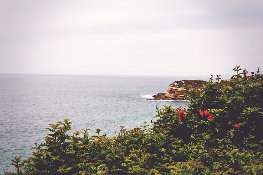 Coastal Landscape with Red Flowers and Ocean View
