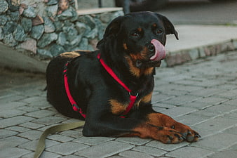 Rottweiler dog licking nose on paved sidewalk