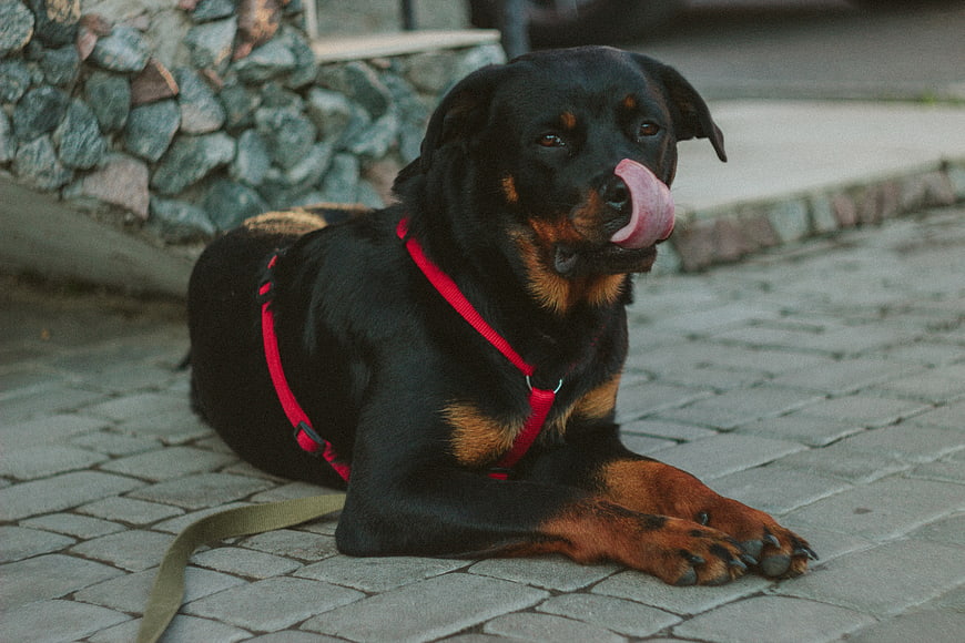 Rottweiler dog licking nose on paved sidewalk