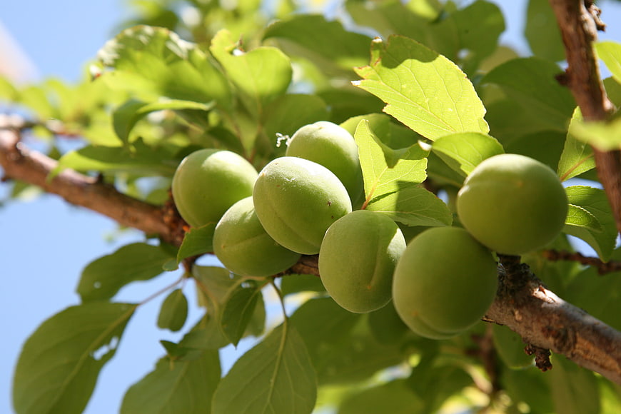 Cluster of Green Unripe Plums Growing on a Tree Branch