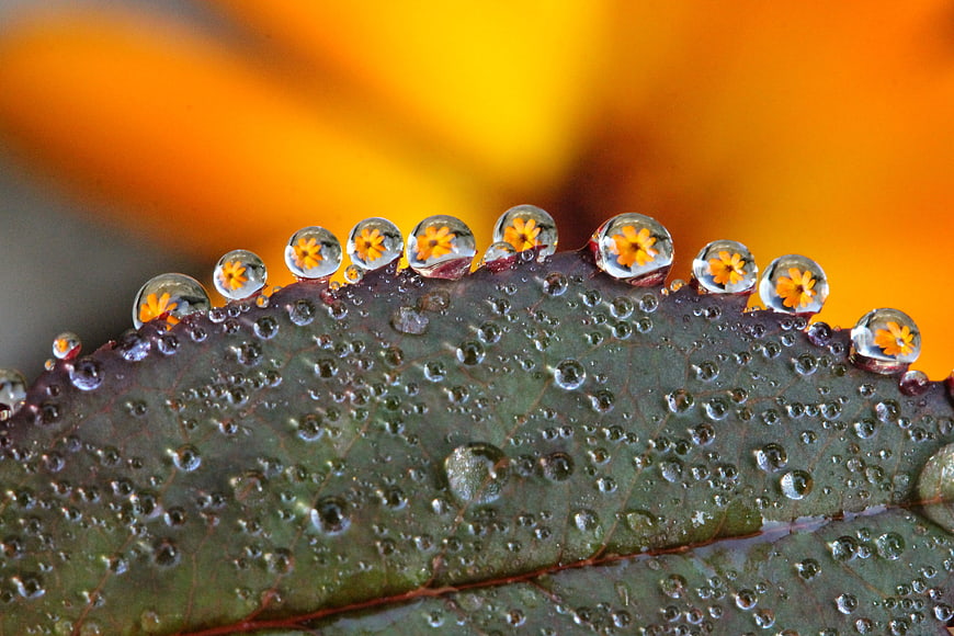 Macro water droplets on leaf edge reflecting yellow flower