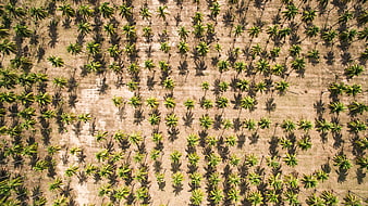 Aerial View of Palm Tree Plantation Pattern