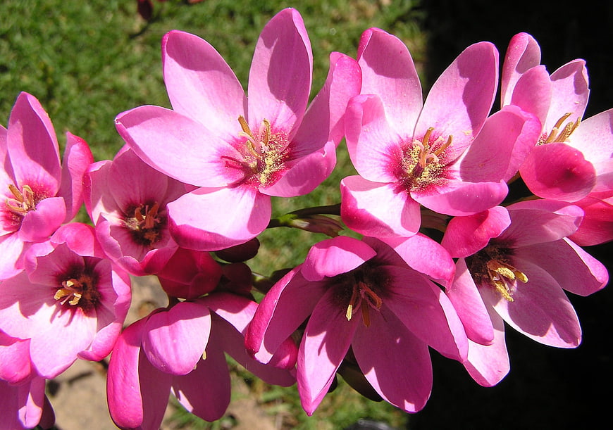 Vibrant Pink Ixia Flowers in Sunlight
