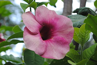 Close-up of a vibrant pink desert rose flower with green leaves