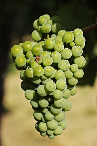 Close-up of fresh green grapes hanging on a vine in sunlight