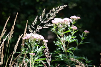 Pink Wildflowers and Tall Grass in Sunlight