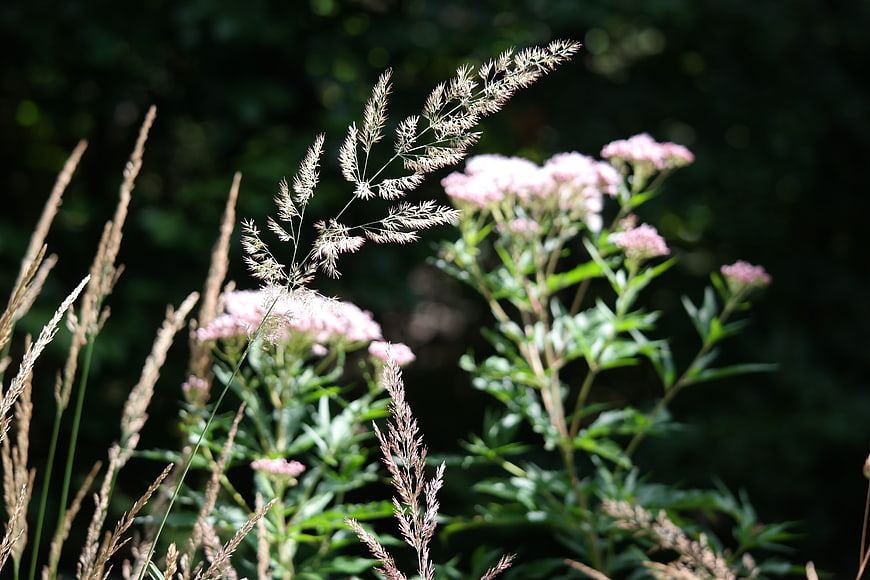 Pink Wildflowers and Tall Grass in Sunlight